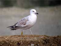 Goéland pontique Larus cachinnans