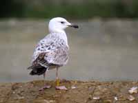 Goéland pontique Larus cachinnans