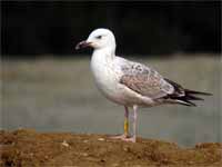 Goéland pontique Larus cachinnans