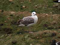 Goéland pontique Larus cachinnans