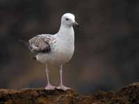 Goéland pontique Larus cachinnans