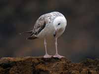 Goéland pontique Larus cachinnans