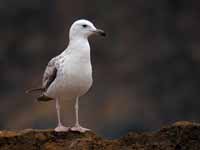 Goéland pontique Larus cachinnans