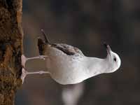 Goéland pontique Larus cachinnans