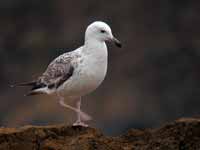 Goéland pontique Larus cachinnans