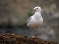 Goéland pontique Larus cachinnans