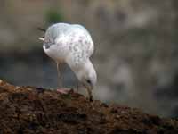 Goéland pontique Larus cachinnans