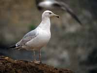 Goéland pontique Larus cachinnans