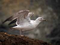 Goéland pontique Larus cachinnans