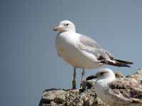 Goéland pontique Larus cachinnans