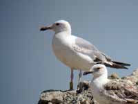 Goéland pontique Larus cachinnans