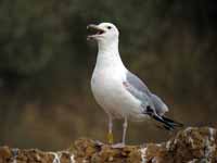 Goéland pontique Larus cachinnans