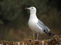 Goéland pontique Larus cachinnans