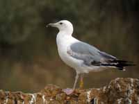 Goéland pontique Larus cachinnans