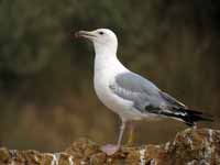 Goéland pontique Larus cachinnans