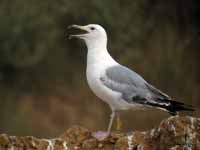 Goéland pontique Larus cachinnans