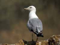 Goéland pontique Larus cachinnans