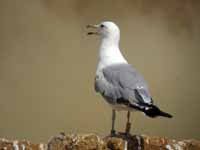 Goéland pontique Larus cachinnans