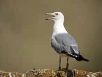 Goéland pontique Larus cachinnans