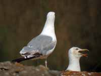 Goéland pontique Larus cachinnans