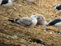 Goéland pontique Larus cachinnans