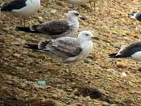 Goéland pontique Larus cachinnans