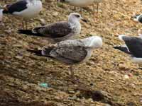 Goéland pontique Larus cachinnans