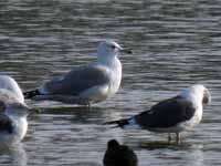 Goéland pontique Larus cachinnans