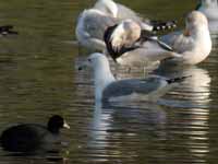 Goéland pontique Larus cachinnans