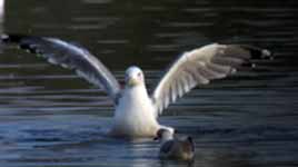 Goéland pontique Larus cachinnans