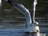 Goéland pontique Larus cachinnans