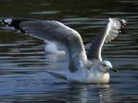 Goéland pontique Larus cachinnans