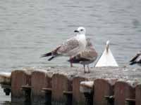 Goéland pontique Larus cachinnans