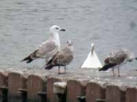 Goéland pontique Larus cachinnans