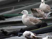 Goéland pontique Larus cachinnans