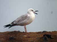 Goéland pontique Larus cachinnans