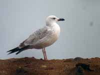 Goéland pontique Larus cachinnans