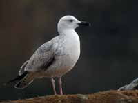 Goéland pontique Larus cachinnans