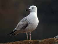 Goéland pontique Larus cachinnans