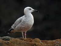 Goéland pontique Larus cachinnans