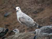 Goéland pontique Larus cachinnans