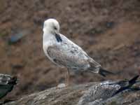 Goéland pontique Larus cachinnans