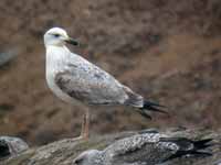 Goéland pontique Larus cachinnans