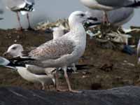 Goéland pontique Larus cachinnans