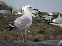 Goéland pontique Larus cachinnans