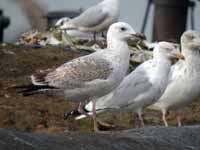 Goéland pontique Larus cachinnans