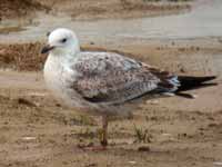 Goéland pontique Larus cachinnans