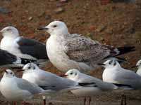 Goéland pontique Larus cachinnans