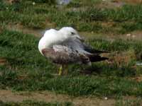 Goéland pontique Larus cachinnans