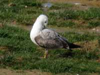 Goéland pontique Larus cachinnans